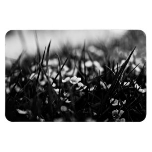 Íman Flores no campo em primavera