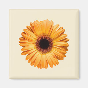 Íman Flores Orange Gerbera
