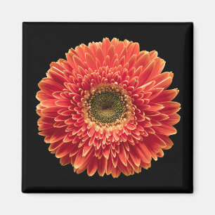 Íman Flores Orange Gerbera Daisy