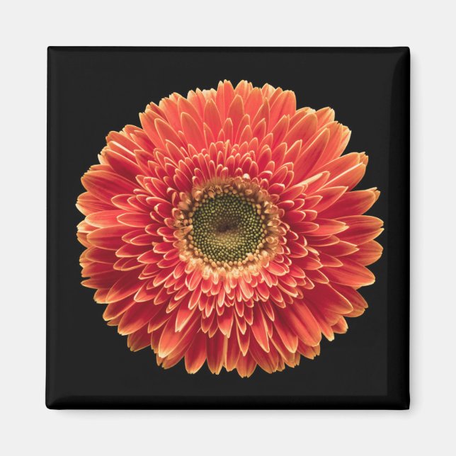 Íman Flores | Orange Gerbera Daisy (Frente)
