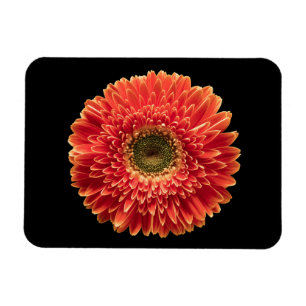 Íman Flores   Orange Gerbera Daisy