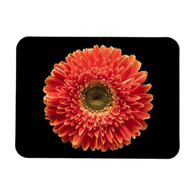 Íman Flores | Orange Gerbera Daisy (Horizontal)