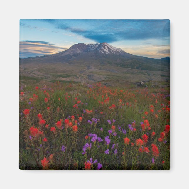 Íman Flores | Pincel-da-índia (Frente)