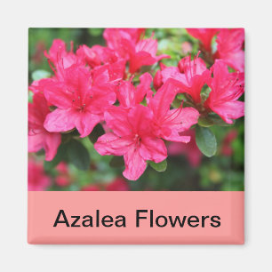 Íman flores rosa azáleas