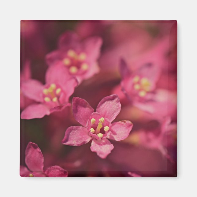 Íman Flores Rosa Bonitas (Frente)