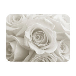 Íman Flores   Rosas brancas