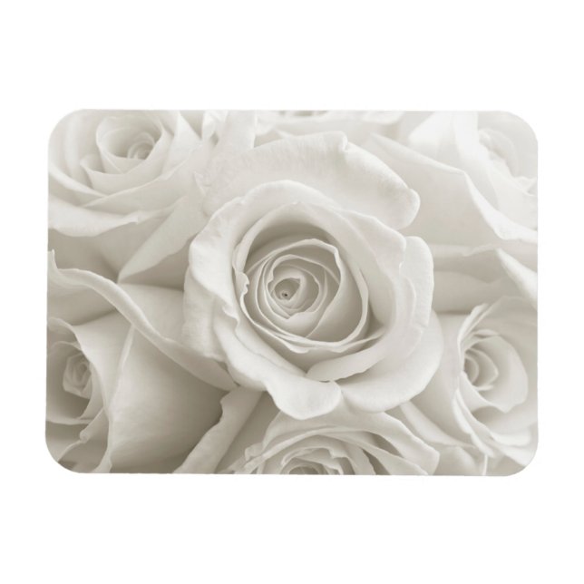 Íman Flores | Rosas brancas (Horizontal)