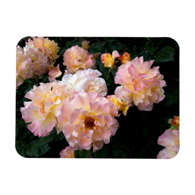 Íman Flores rosas, Rosas Amarelas Rosa (Horizontal)