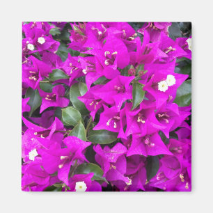 Íman Flores roxas vibrantes do Bougainvillea