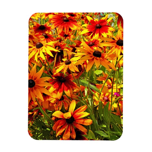 ÍMAN  FLORES RUDBECKIA (Vertical)