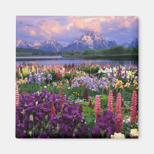Íman Flores selvagens de montanha