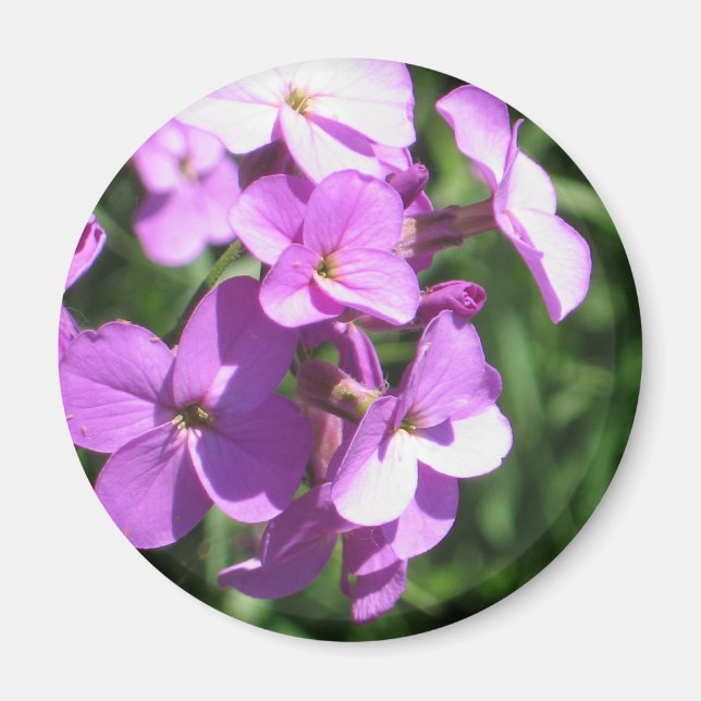 Íman Flores selvagens roxas (Frente)