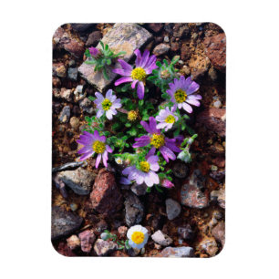 Íman Flores silvestres