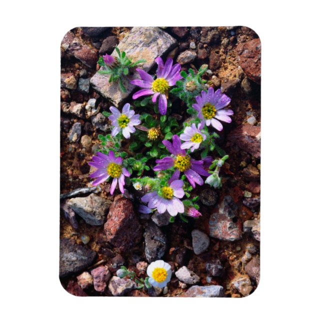 Íman Flores silvestres (Vertical)