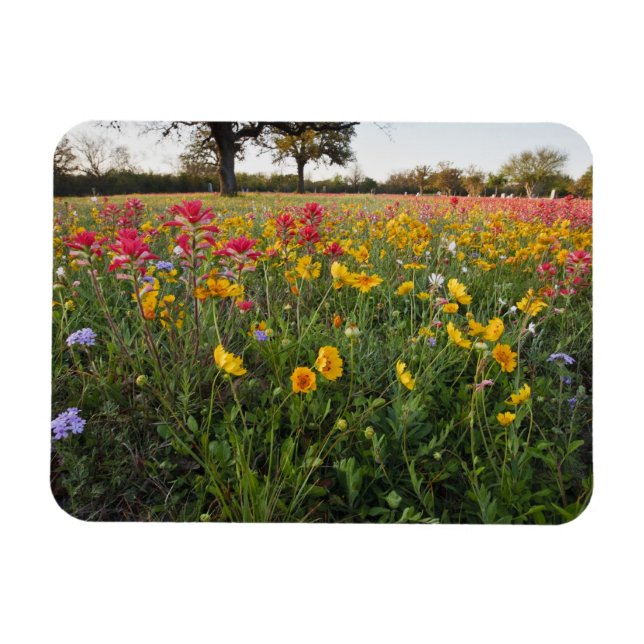 Íman Flores silvestres à beira da estrada no Texas, pri (Horizontal)