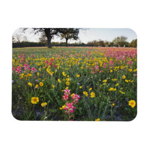 Íman Flores silvestres à beira da estrada no Texas, pri