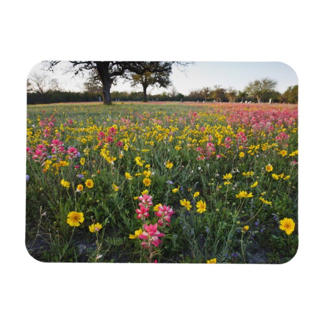 Íman Flores silvestres à beira da estrada no Texas, pri (Horizontal)