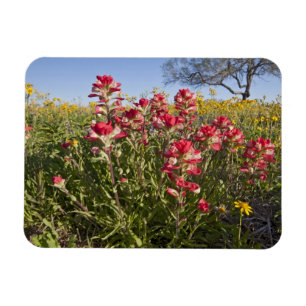 Íman Flores silvestres à beira da estrada no Texas, pri