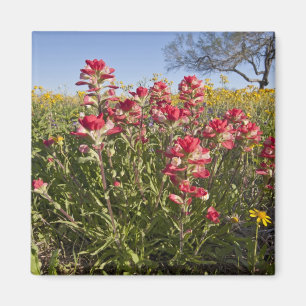 Íman Flores silvestres à beira da estrada no Texas, pri
