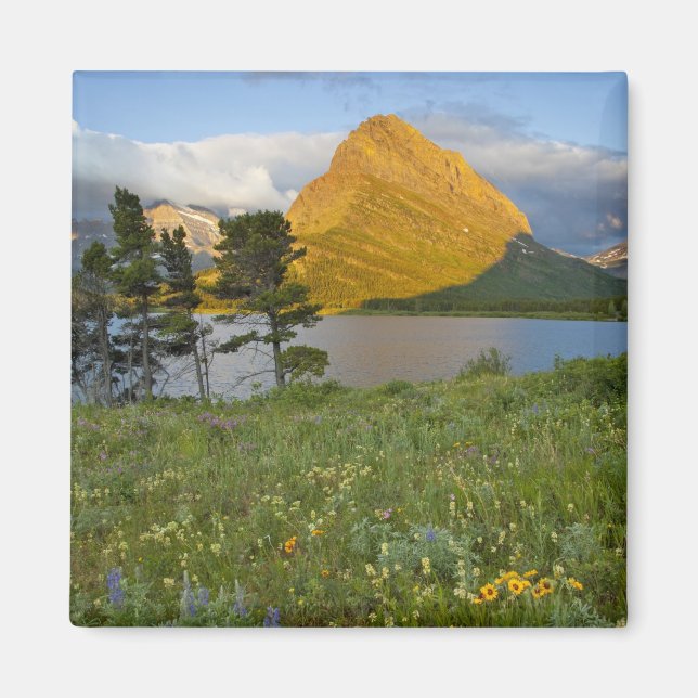 Íman Flores silvestres ao longo do Lago Swiftcurrent no (Frente)