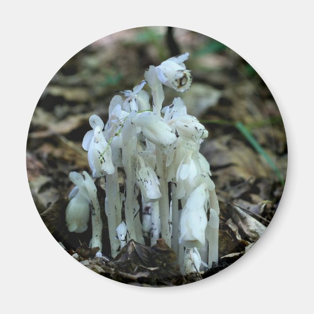 Íman Flores Silvestres de Indian Pipe Natureza  (Frente)