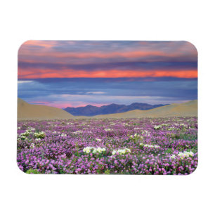 Íman Flores Silvestres de Sand Verbena e Dune Primrose