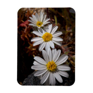 Íman Flores Silvestres Desert Star