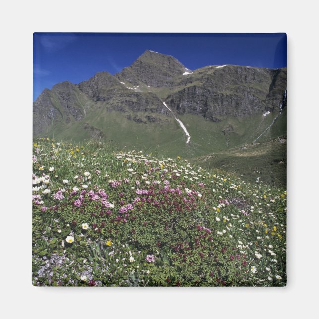 Íman Flores silvestres, florescendo, Alpes, Suíça (Frente)