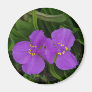 Íman Flores Silvestres Fuchsia Spiderwort Presentes de 