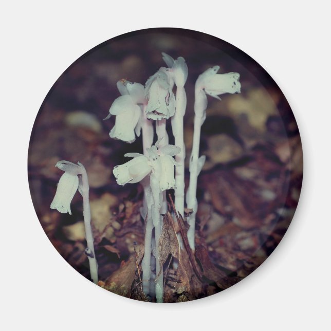 Íman Flores Silvestres Rosa Indian Pipe Natureza  (Frente)