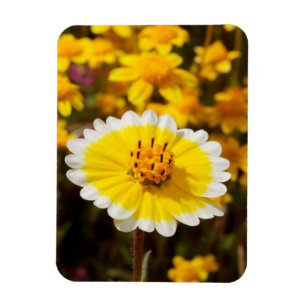 Íman Flores Silvestres Tidy Tip