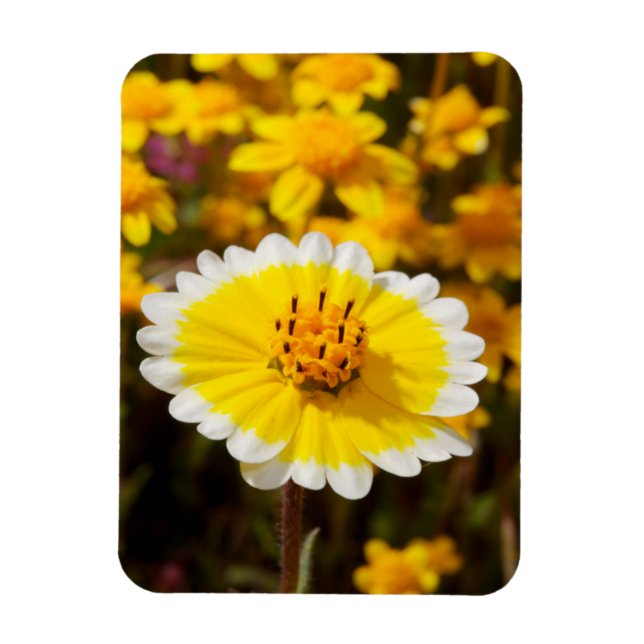 Íman Flores Silvestres Tidy Tip (Vertical)