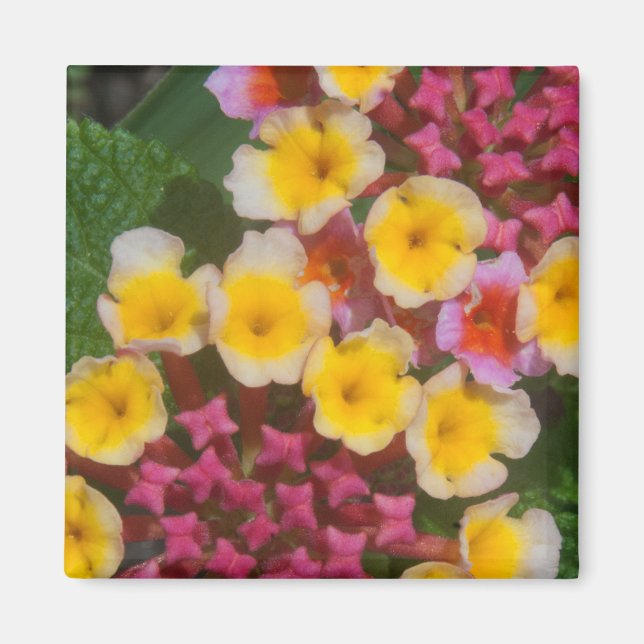 Íman Flores Tropicais Amarelas Pequenas Com Compartimen (Frente)