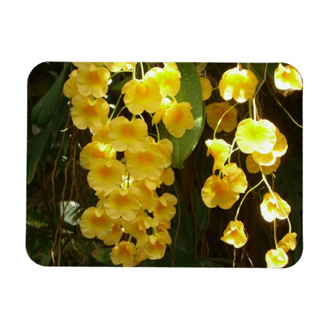 Íman Flores Tropicais das Orquídeas Amarelas de Pé (Horizontal)
