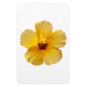 Íman Flores Tropicais de Hibiscus Amarelo Floral