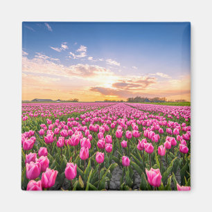 Íman Flores Tulips South Holland, Países Baixos