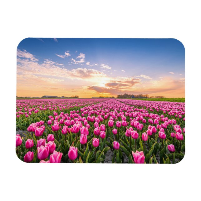 Íman Flores | Tulips South Holland, Países Baixos (Horizontal)