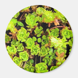 Íman Flores Verdes Suculentas