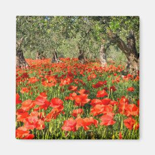 Íman Flores vermelhas da papoila sob oliveiras velhas