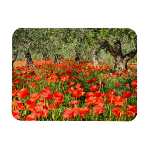 Íman Flores vermelhas da papoila sob oliveiras velhas