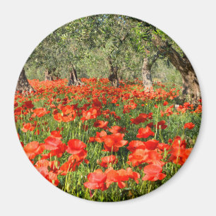 Íman Flores vermelhas da papoila sob oliveiras velhas