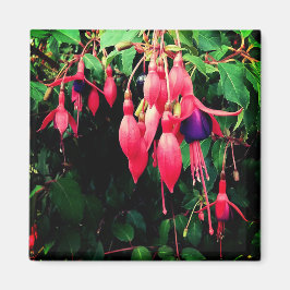 Íman Flores vermelhas e roxas