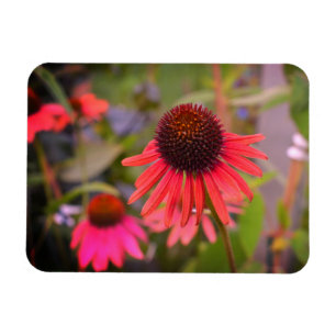 Íman Flores Vermelhas na RHS Wisley