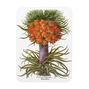 Íman Flores Vintage de Fritillaria Laranja Basilius Bes