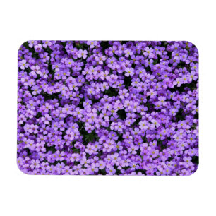 Íman Flores Violetas