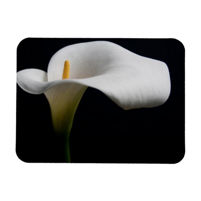 Íman Flores | White Calla Lily (Horizontal)