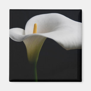 Íman Flores   White Calla Lily