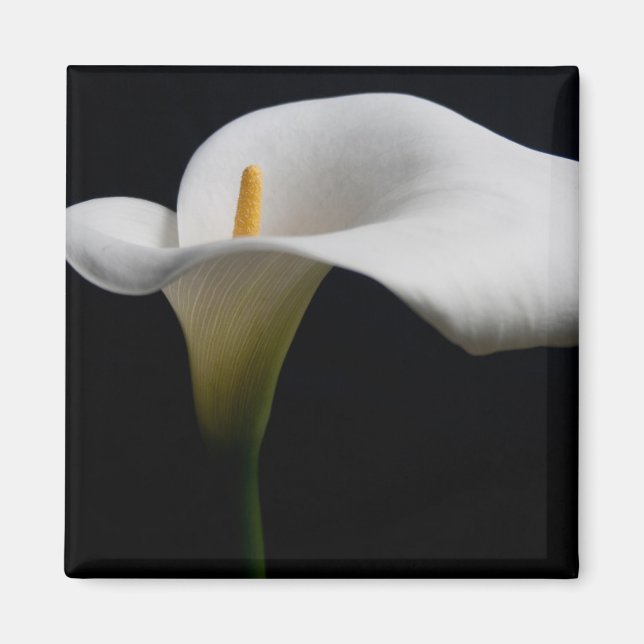 Íman Flores | White Calla Lily (Frente)