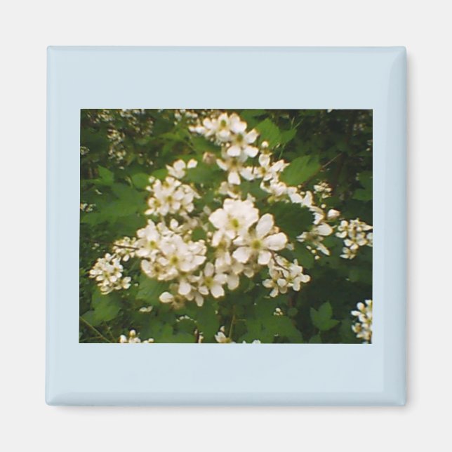 Íman Florescer de Amora (Frente)