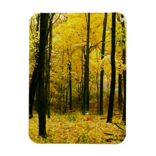 Íman Floresta Amarela de outono